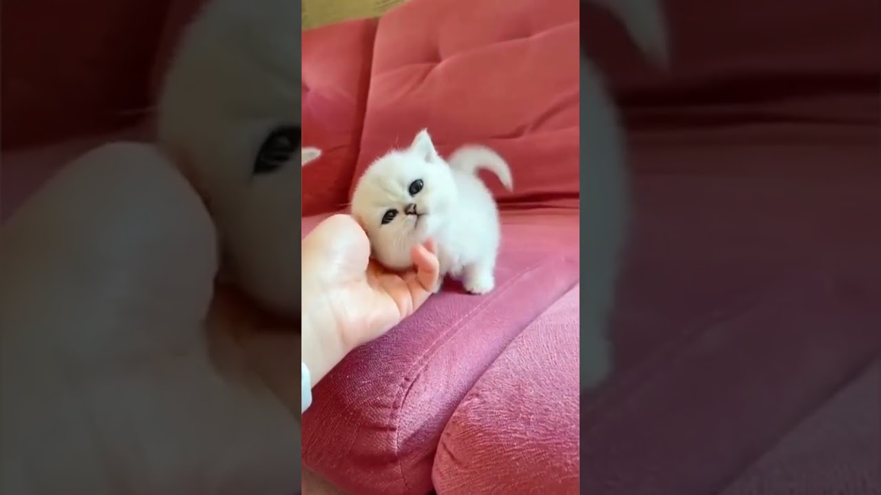 Sevimli yavru kediler 🙂🙂🙂 