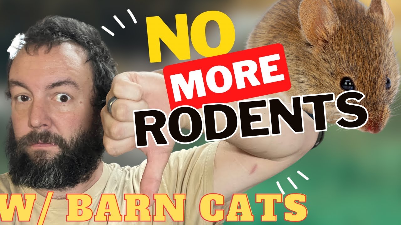 NO MORE MICE! Why you NEED Barn Cats