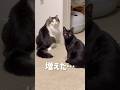 飼い主が猫草をくれるまで待つのを止めないッ！
