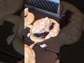 米100%!焼きたてたい焼き即完売 #japanesefood