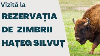 In Vizita La Rezervatia De Zimbrii Silvut Hateg 2023