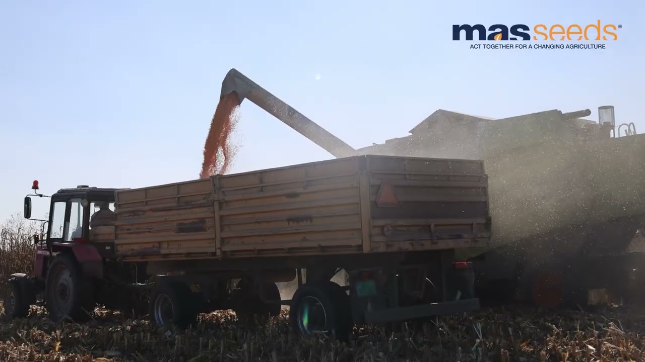 Žetva u Bačkom Gračacu