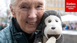 BREAKING NEWS: Legendary Zoologist Jane Goodall Has Died At 91, Per Her Namesake Institute