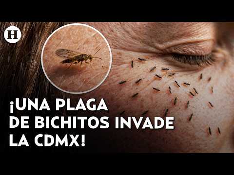 Are they dangerous? What we know about thrips, the strange little black bugs invading the streets...