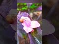Snail feeding on Pollen nectar | Malacophily | Pollination by Snail