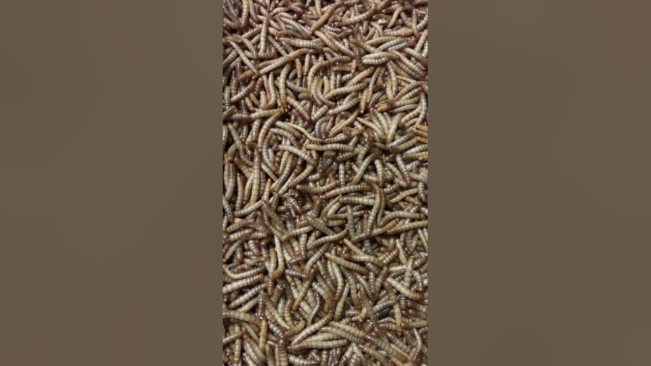 Mealworm bin active YouTube