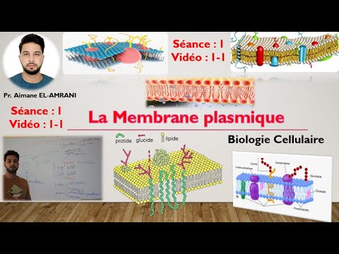 Vídeo: L’estructura I La Funció De Les Membranes Plasmàtiques