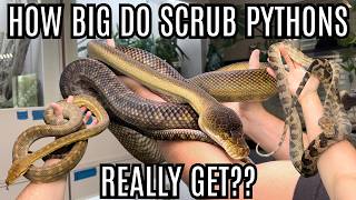 How Big Do Scrub Pythons REALLY Get?? Net Worth