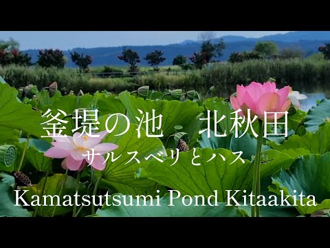 秋田県観光　ハスの花　釜堤の池　北秋田　Akita Prefecture Tourism: Lotus Flowers, Kamatsutsumi Pond, Kitaakita, Japan