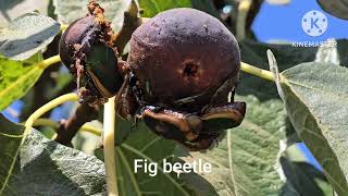 Fig beetle