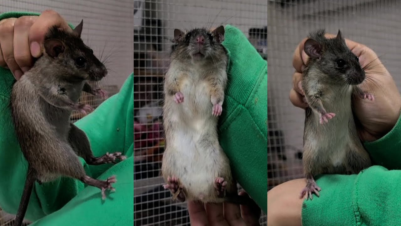 How to handle Roof Rats: scruffing and wrangling babies and adults