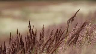 feather, wind, motion, grass, field, wave, meadow, summer , free videos,  royalty free