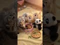 Cute Kittens &amp; Panda Eating Together! 🐱🐼 Too Adorable! 😻