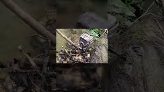 Do Opossums Eat Ticks?