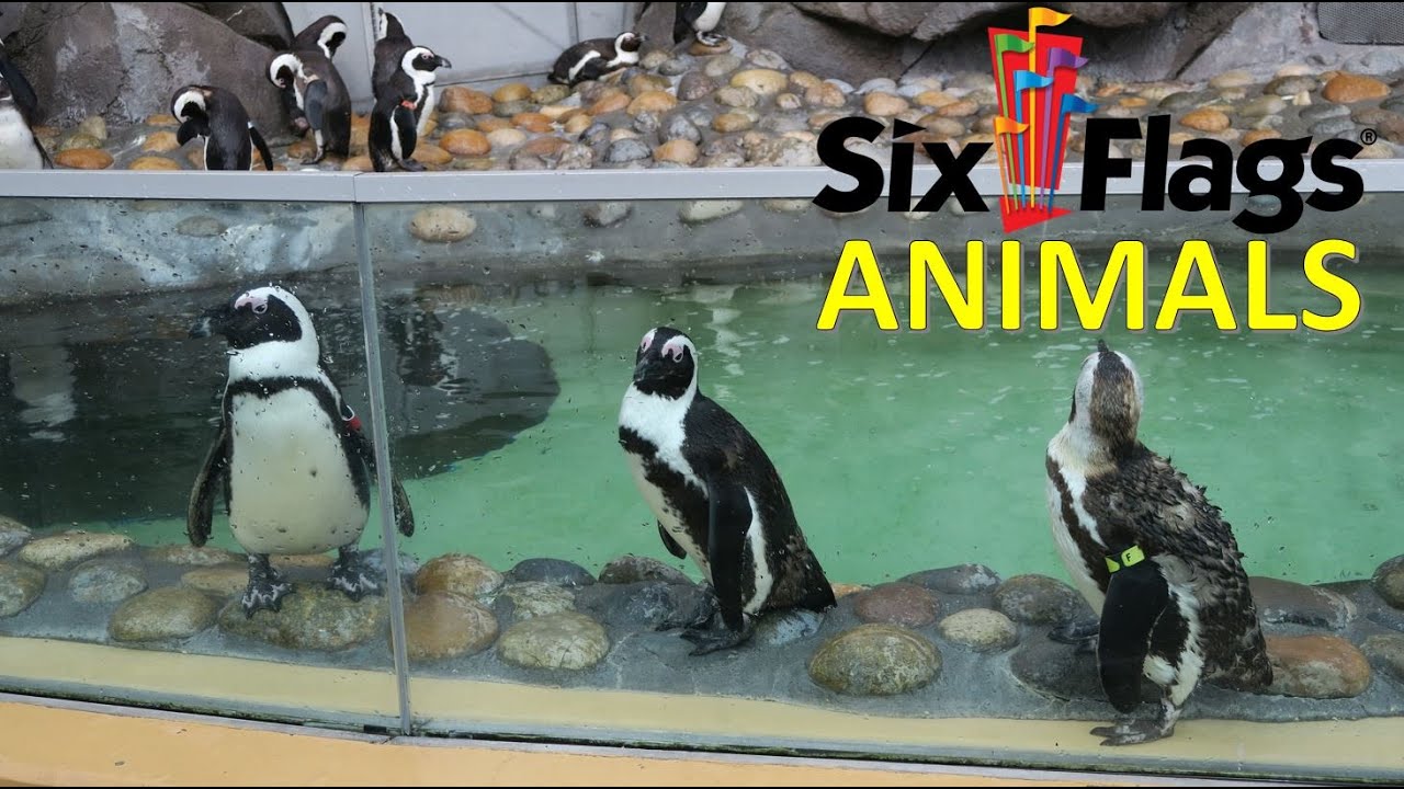 Animals Of Six Flags Discovery Kingdom Non Copyright YouTube