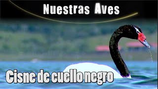 CISNE DE CUELLO NEGRO - Serie Nuestras Aves