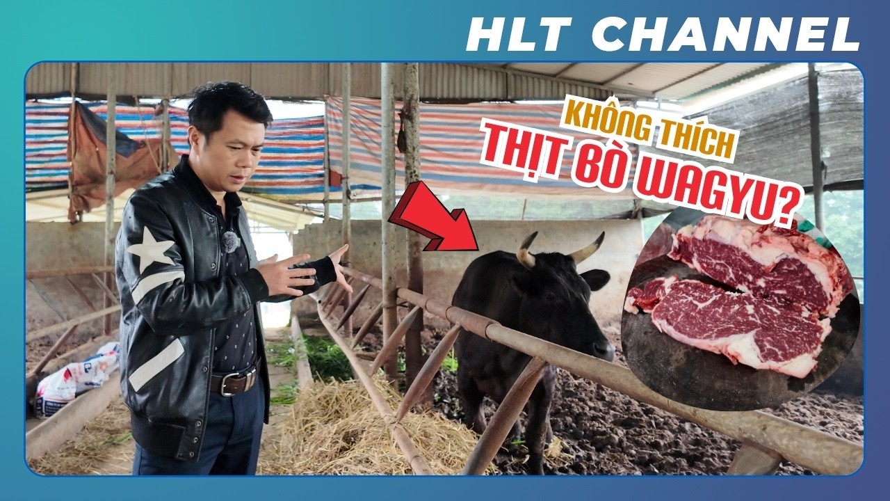 Thịt Bò Wagyu của HLT Bán Không Ai Mua? Vì Sao Người Việt Nam Không Thích Thịt Bò Mềm?