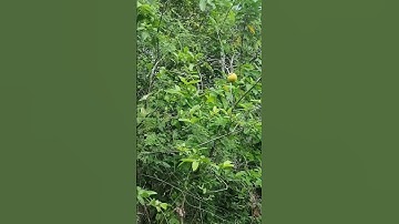 Gặp Cắn Liền-Ổi Xoài Chín Cây #yeucuocsong #nhadep #nature  #thiennhientuoidep #tuduythanhcong