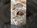 スズメバチの巣の増築 #昆虫観察