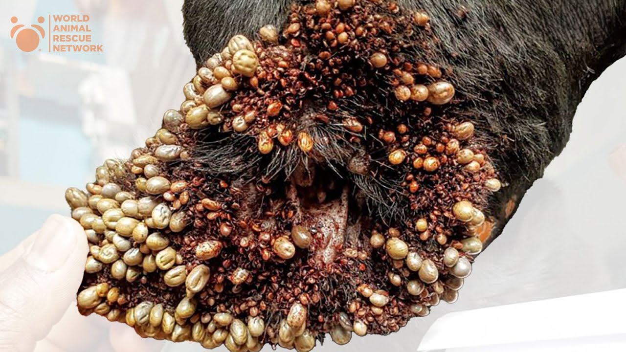 German Shepherd Dog Infested With Thousands of Ticks Rescued From Misery Given New Life by Viktor
