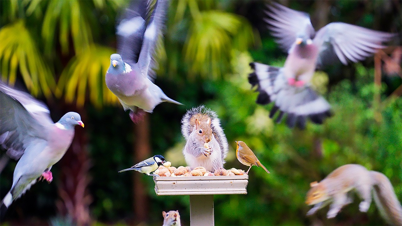 Игры для кошек 🕊️ Птицы и белки кормятся на птичьем столе 🐿️ Видео для кошек 4K HDR
