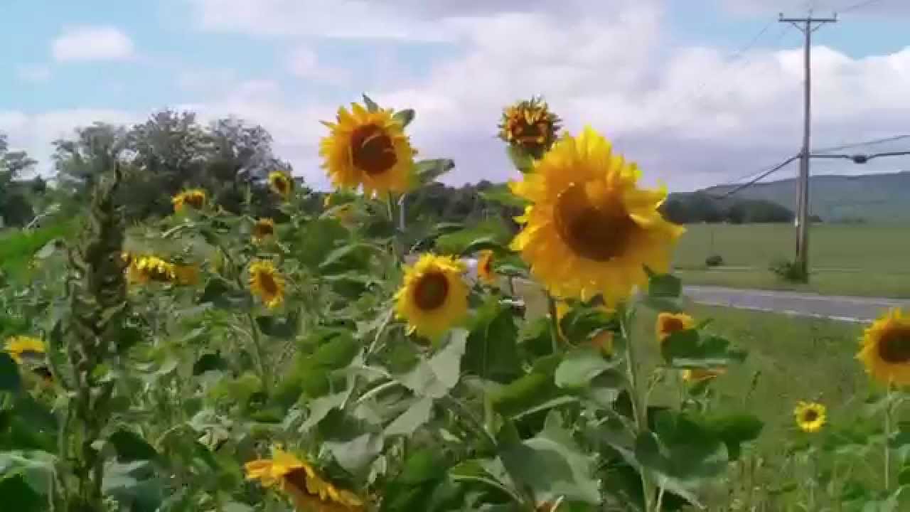 Dancing Sunflowers! YouTube