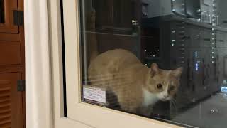 Medi Cat had fun being stuck in a window by Medi Cat 139 views 1 year ago 1 minute, 11 seconds