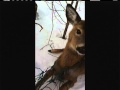 Greenport, New York Police officer rescues deer tangled in christmas lights (Video)