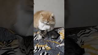 Httpsyoutubecomshortswirnnafe938si1y3folug0gprbjkf