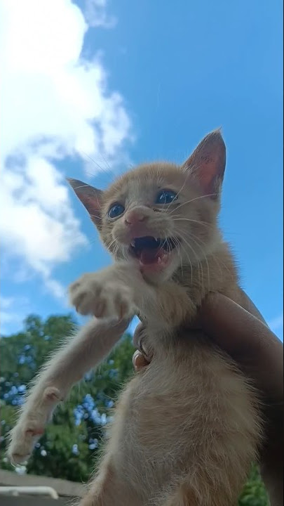 naughty pet #shorts #youtubeshorts #youtube #pets