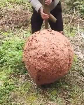 Sarang semut Terbesar di seluruh Jagat