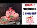 Лютые приколы . ШОК! ЧТО СТАЛО С НЮШЕЙ? .Угарные мемы