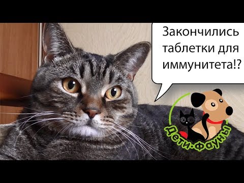 Видео: Иммунная система собаки