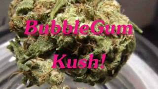 Mr.Davis Marijuana Strain- BubbleGum Kush!