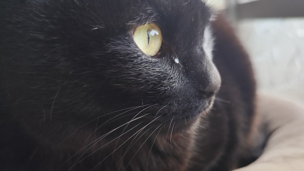 ふりーにゃんす がライブ配信中！