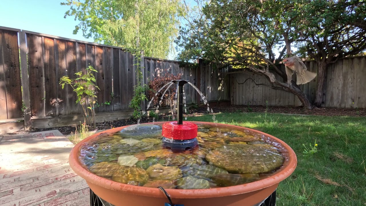 House Finch flying slo-mo to the bird bath