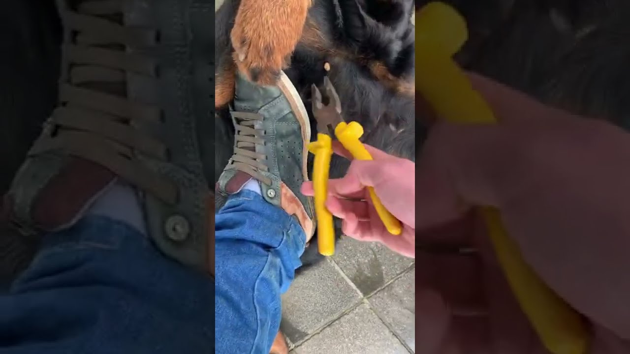 Removendo carrapato do rottweiler 