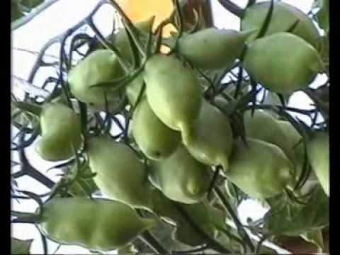 Результаты ЭМ-технологии, часть 1