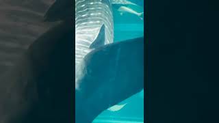 Whale Shark Close-Up at Kaiyukan Aquarium! 🐋