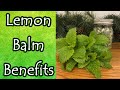 Lemon Balm Benefits and Uses