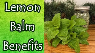 Lemon Balm Benefits and Uses (Melissa Officinalis)