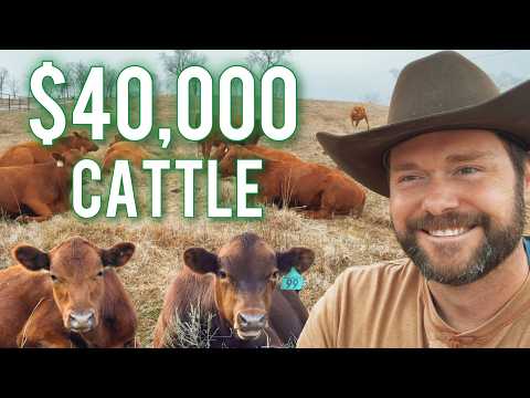 $40,000 Invested in Cows: The 5-Year Profit Breakdown