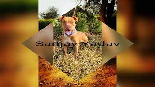 Alligator Blood Nalagarh Himachal Jacc Female Haryana Red Nose Pitbull