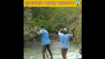 Tiger Attack in Sundarban । Viral Video । Sundarban Special #shorts
