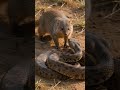 Mongoose and Snake Face Off in the Wild