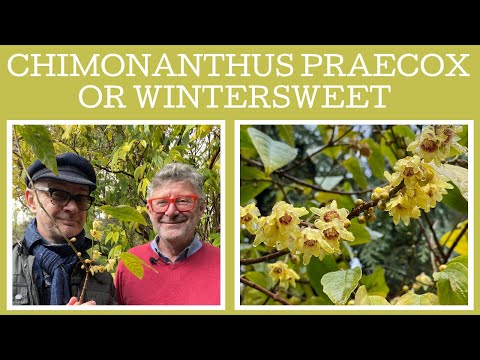 Video: ¿Qué es Wintersweet? - Información sobre los arbustos Wintersweet en el paisaje