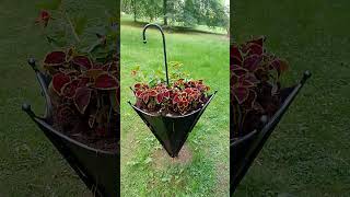 Polanica Zdrój Parasol