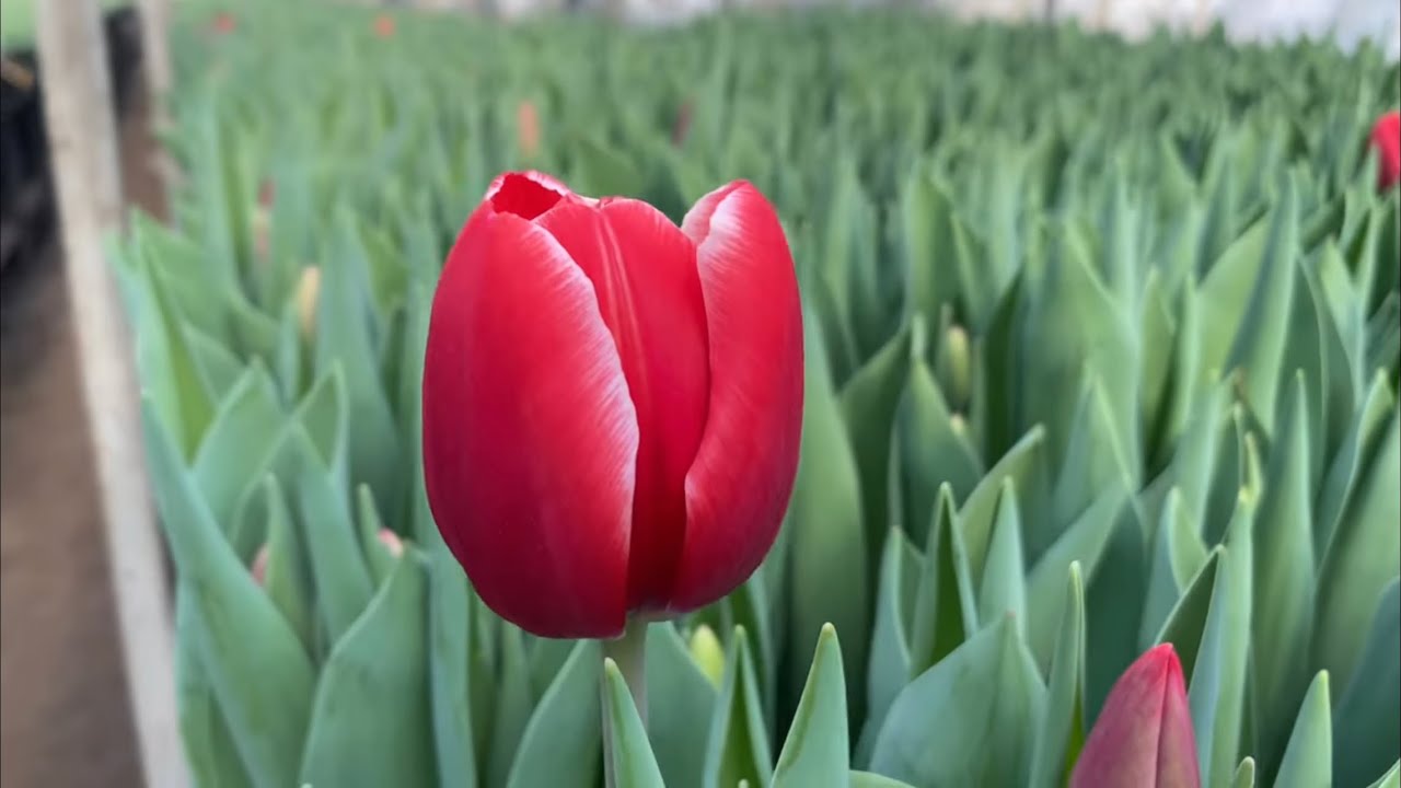 Самый ранний сорт тюльпана созрел за три недели. - YouTube