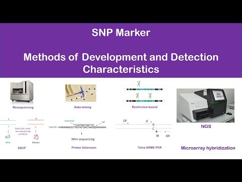 SNP (सिंगल न्यूक्लियोटाइड पॉलिमॉर्फिझम) मार्कर: शोध, वैशिष्ट्ये, पद्धती