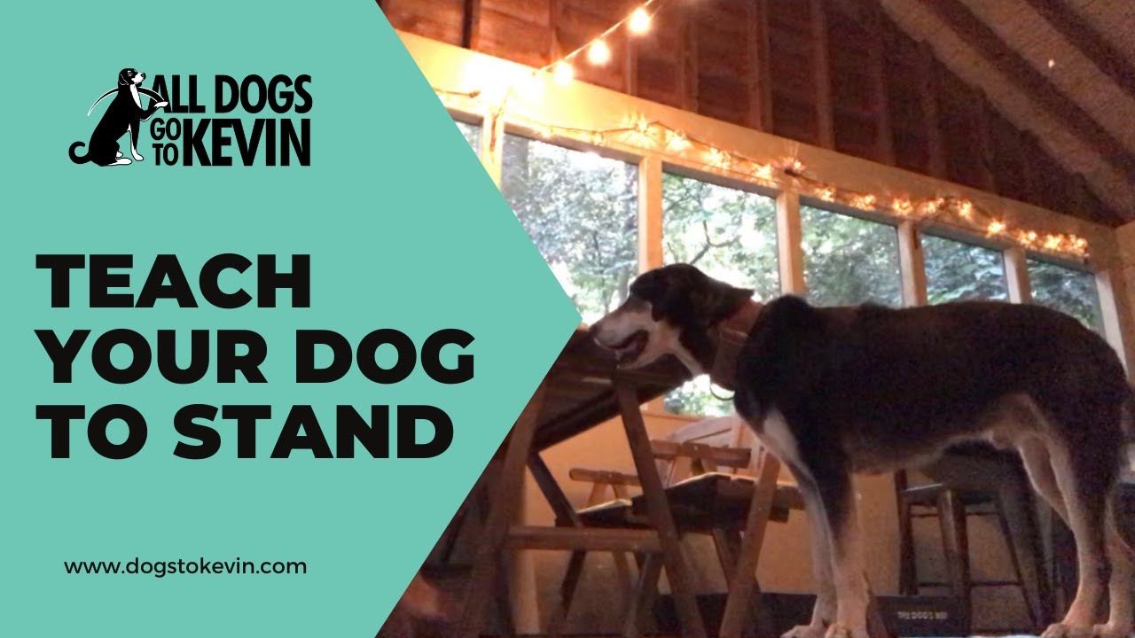 How Do I Teach My Dog to Stand? YouTube